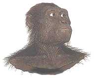 A. Afarensis