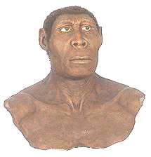 erectus.jpg (5511 bytes)