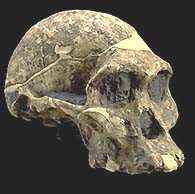 Afarensis Africanus