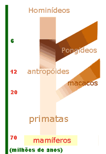 evolução dos hominídeos