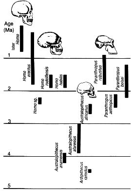 quadro da evolução dos hominídeos
