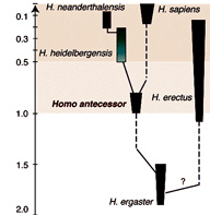 evolução humana